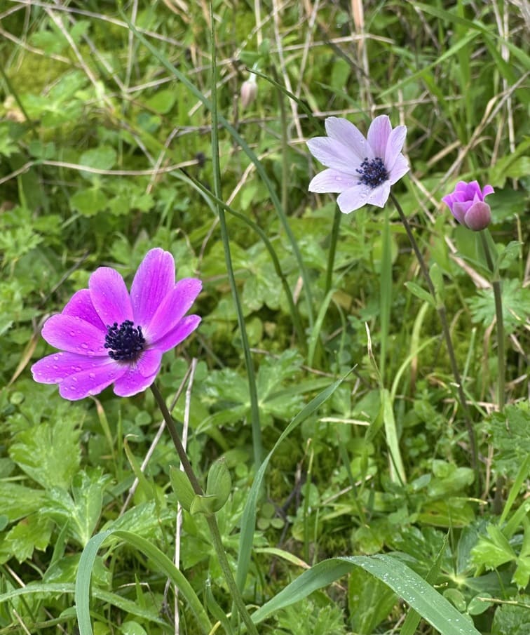 Mόνη Ανεμώνη